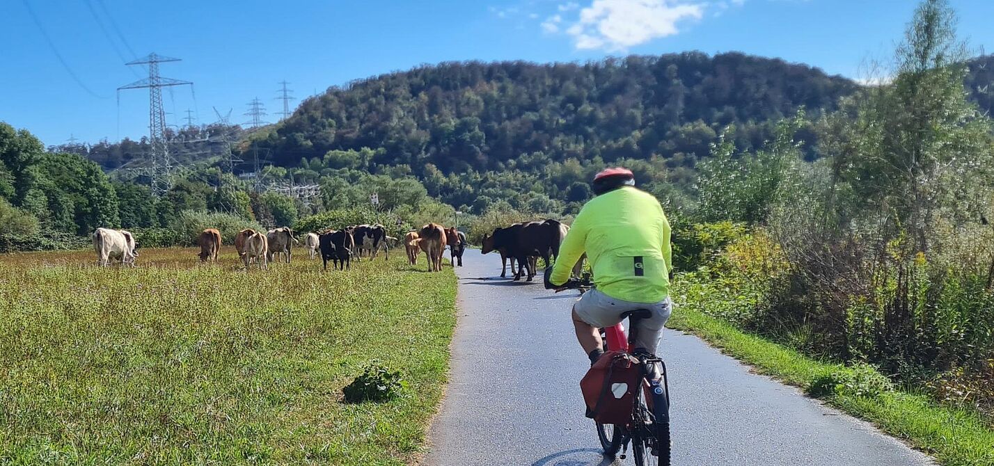 Tierische Begegnung am Ruhrtalradweg